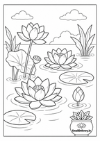  lotus flowers and lily pads