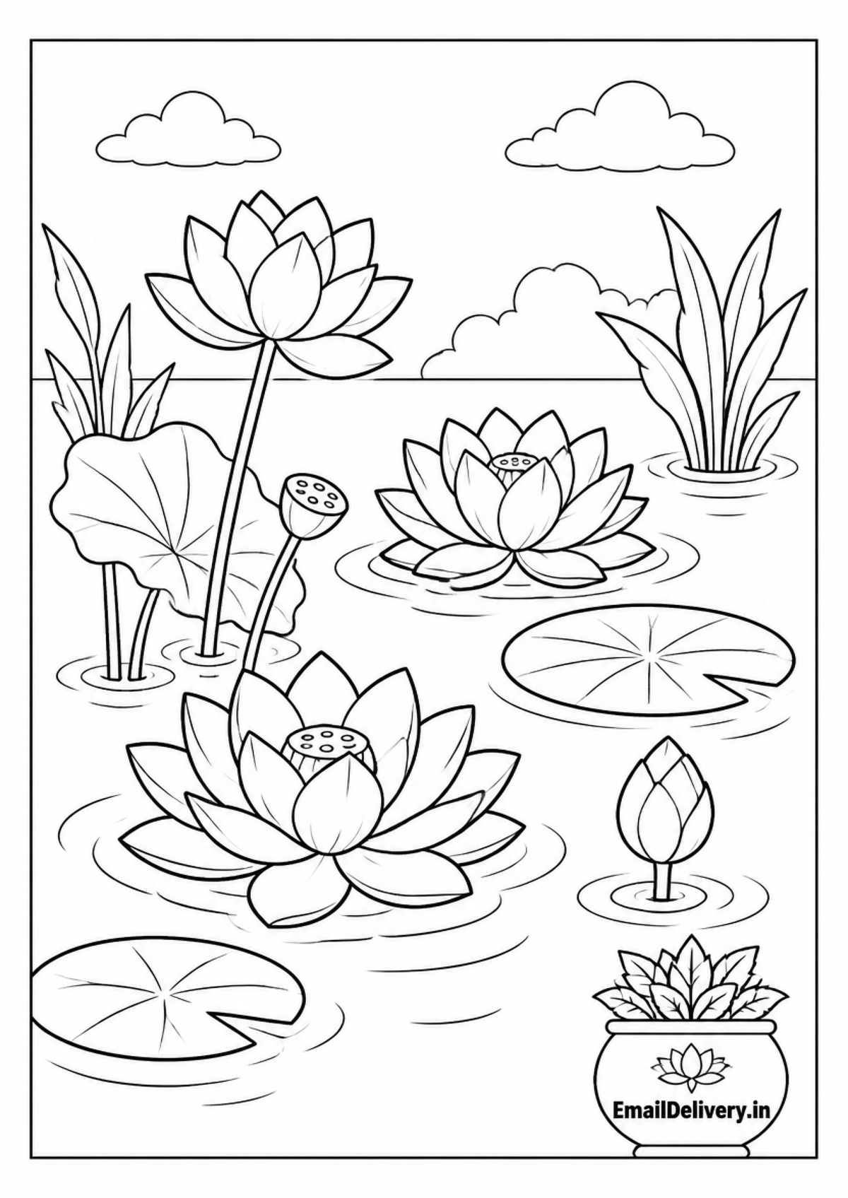  lotus flowers and lily pads