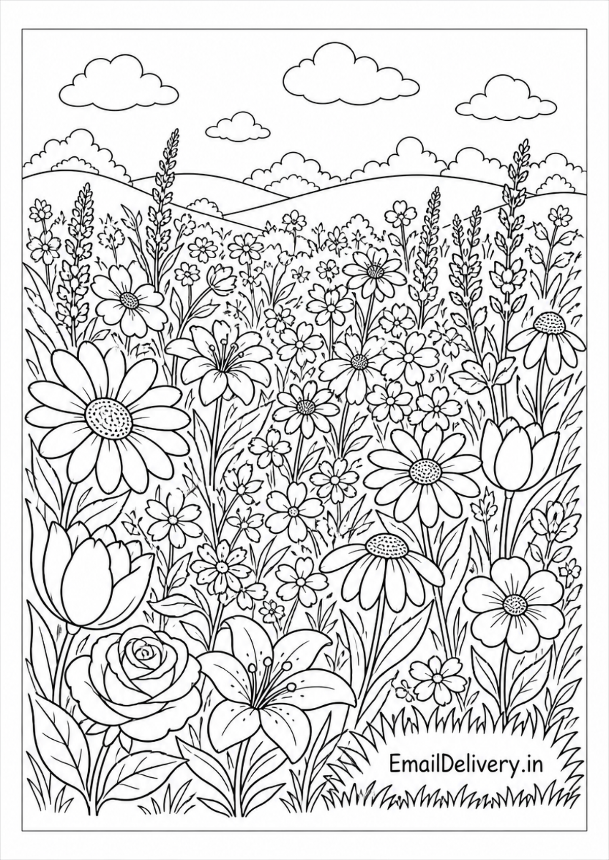 wildflower meadow with daisies